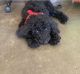 Golden Doodle Puppies for sale in Reynolds, IN 47980, USA. price: NA