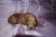 Golden Doodle Puppies for sale in Bloomington, IN, USA. price: NA