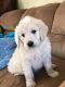 Golden Doodle Puppies for sale in Mt Sterling, KY 40353, USA. price: NA