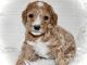 Golden Doodle Puppies for sale in Queen Creek, AZ, USA. price: $2,000