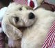 Golden Doodle Puppies for sale in McCalla, AL 35111, USA. price: NA