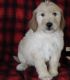 Golden Doodle Puppies for sale in Clifton, KS 66937, USA. price: $500