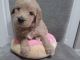 Golden Doodle Puppies for sale in Everett, WA, USA. price: $1,500