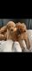 Golden Doodle Puppies for sale in Pepper Pike, OH 44124, USA. price: $850