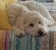 Golden Doodle Puppies for sale in Bastrop, TX 78602, USA. price: NA