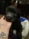 Golden Doodle Puppies for sale in Martinsburg, PA 16662, USA. price: NA