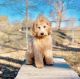 Golden Doodle Puppies for sale in New Haven, CT, USA. price: $1,750