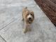 Golden Doodle Puppies for sale in Good Hope, AL 35057, USA. price: NA