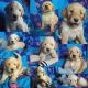 Golden Doodle Puppies for sale in Fergus Falls, MN 56537, USA. price: NA