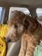 Golden Doodle Puppies for sale in Cortland, NY 13045, USA. price: $100