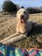 Golden Doodle Puppies for sale in Corinth, TX 76210, USA. price: $1,300