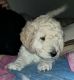 Golden Doodle Puppies for sale in Seymour, CT, USA. price: $2,500