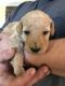 Golden Doodle Puppies for sale in Mesquite, TX, USA. price: NA