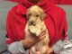 Golden Doodle Puppies for sale in Panama City Beach, FL, USA. price: $1,500