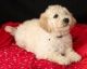 Golden Doodle Puppies for sale in Danville, CA, USA. price: NA