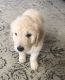 Golden Doodle Puppies for sale in Colorado Springs, CO 80925, USA. price: $1,200