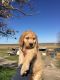 Golden Doodle Puppies for sale in Winton, CA 95388, USA. price: $750