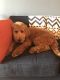 Golden Doodle Puppies for sale in Jersey City, NJ, USA. price: $2,600