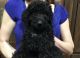 Golden Doodle Puppies for sale in Lexington, NC, USA. price: NA