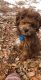 Golden Doodle Puppies for sale in Colorado Springs, CO, USA. price: $4,600