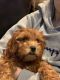 Golden Doodle Puppies for sale in Nanuet, NY, USA. price: NA