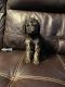Golden Doodle Puppies for sale in Finlayson, MN 55735, USA. price: NA