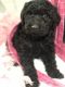 Golden Doodle Puppies for sale in Hartville, MO 65667, USA. price: $600