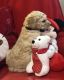 Golden Doodle Puppies for sale in Berea, KY, USA. price: $1,500