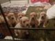 Golden Doodle Puppies for sale in Chicago, IL, USA. price: NA