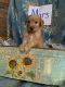 Golden Doodle Puppies for sale in 4100 Prairie Ronde Hwy, Opelousas, LA 70570, USA. price: NA