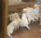 Golden Doodle Puppies for sale in San Antonio, TX, USA. price: NA
