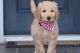 Golden Doodle Puppies for sale in New Bern, NC, USA. price: NA
