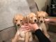 Golden Doodle Puppies for sale in Indianapolis, IN, USA. price: NA