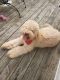Golden Doodle Puppies for sale in Cleveland, TN, USA. price: NA