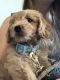 Golden Doodle Puppies for sale in Celebration, FL 34747, USA. price: NA