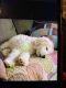 Golden Doodle Puppies for sale in Fishers, IN 46037, USA. price: NA