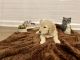 Golden Doodle Puppies for sale in Douglas, GA, USA. price: NA