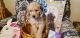 Golden Doodle Puppies for sale in San Antonio, TX 78245, USA. price: $800