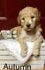 Golden Doodle Puppies for sale in Sumner, MI 48889, USA. price: NA
