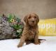 Golden Doodle Puppies for sale in Decorah, IA 52101, USA. price: $2,000