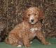 Golden Doodle Puppies for sale in Decorah, IA 52101, USA. price: NA