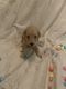 Golden Doodle Puppies for sale in Port St. Lucie, FL 34953, USA. price: NA