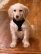 Golden Doodle Puppies for sale in Acton, MA, USA. price: $1,200