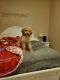 Golden Doodle Puppies for sale in Modesto, CA, USA. price: $2,100