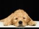 Golden Doodle Puppies for sale in Exeter, RI, USA. price: $1,600