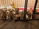 Golden Doodle Puppies for sale in Hermitage, AR 71647, USA. price: NA