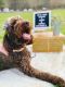 Golden Doodle Puppies for sale in Acworth, GA, USA. price: $1,300