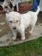Golden Doodle Puppies for sale in Malvern, OH 44644, USA. price: NA