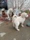 Golden Doodle Puppies for sale in Malvern, OH 44644, USA. price: NA