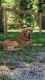 Golden Doodle Puppies for sale in Birchwood, TN 37308, USA. price: NA